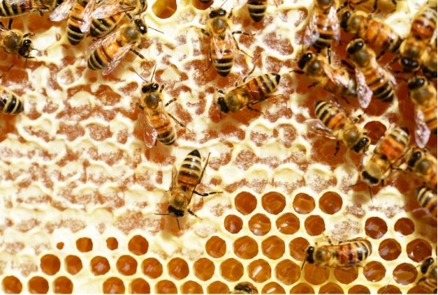 Bees on honeycomb